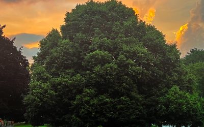 October 2024: The Sci-Tech Alumni Newsletter